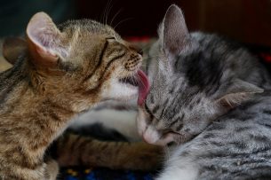 Katzen, Impfungen und Tierarzt